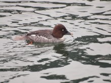 Female Barrow's Goldeneye