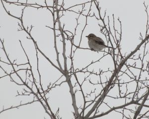 Northern Shrike in Hawthorne