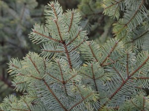 Grand Fir foliage