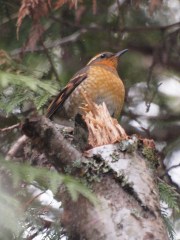 Female Varied Thrush in winter