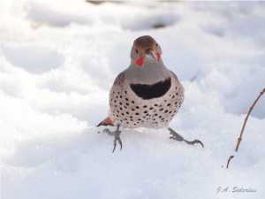 Northern Flicker looking for food