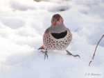 Northern Flicker