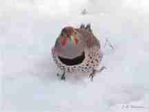 Northern Flicker male visiting my feeder.