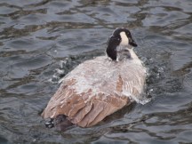 Ice on the back of a bathing goose.