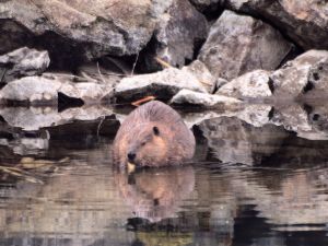 A Beaver Eating at the lodge