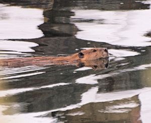 A beaver in a winter pond