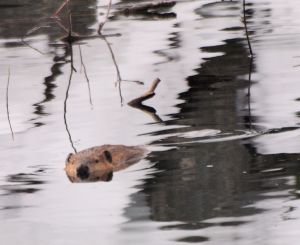 A Beaver in a winter pond