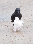 Crow and plastic&nbsp;bag