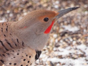 A male Northern Flicker