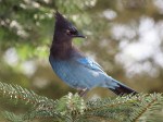 Steller’s Jay