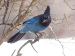 Steller’s Jay