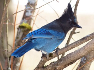 Steller's Jay