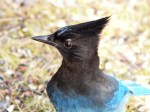 Steller’s Jay