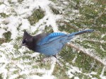 Steller’s Jay