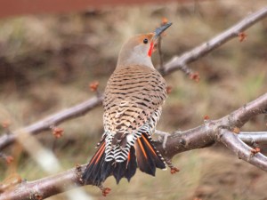 A male Northern Flicker displaying his bright orange feathers