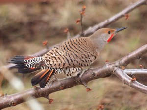 A male Northern Flicker displaying for a female.