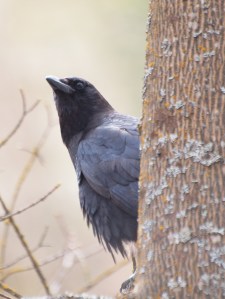 An American Crow on watch