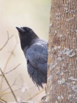 American Crow