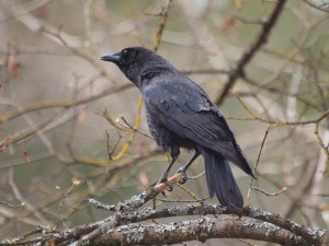 An American Crow