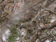 A Ruby-crowned Kinglet in winter