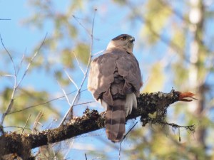 The male Cooper's Hawk early in the season