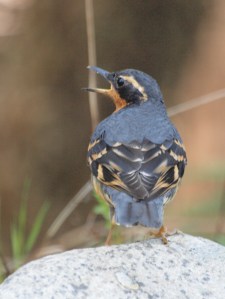 A singing Varied Thrush male