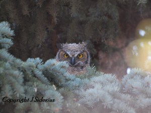Young Great Horned Owl watching me
