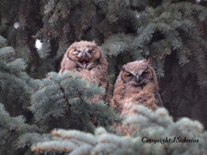yawning...really disgorging a pellet...