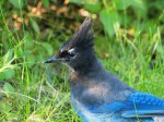 Steller’s Jay