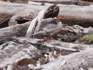 Is this female common merganser near a nest?
