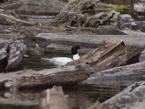 A male common merganser 
