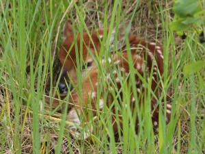 White-tailed deer fawn in the grass, waiting for the doe to come back.