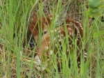White-tailed Deer fawn in the&nbsp;grass