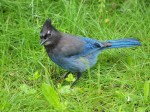Steller’s Jay