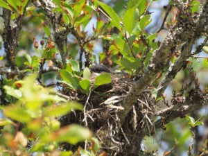 Eastern Kingbird on the Nest