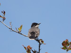 Eastern Kingbird