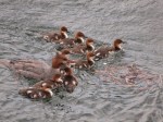 A common merganser female and her&nbsp;brood