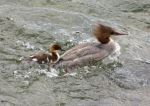 female common merganser and&nbsp;young