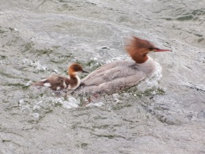 A female common merganser and her chick: looking for a ride?