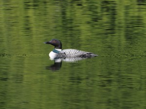 A Common Loon on a mountain lake