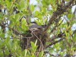 Eastern Kingbird on the&nbsp;Nest