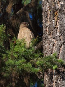 The female Cooper's Hawk after delivering food to the nest