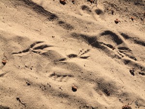 Raven tracks in sand
