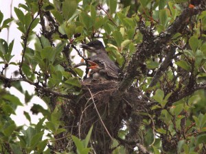 Eastern Kingbird and Young on the Nest