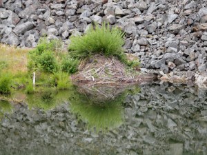 A beaver lodge in a small pond