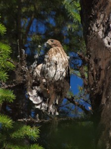 The first day out of the nest - a young Cooper's Hawk
