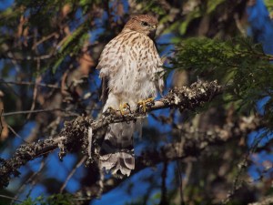 Ready to go - a young Cooper's Hawk just before the birds leave the area in fall