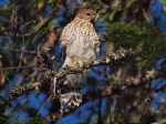 Fledgling Cooper’s Hawk