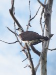 An Osprey with a&nbsp;fish
