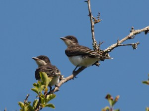 Two Eastern Kingbird Fledglings